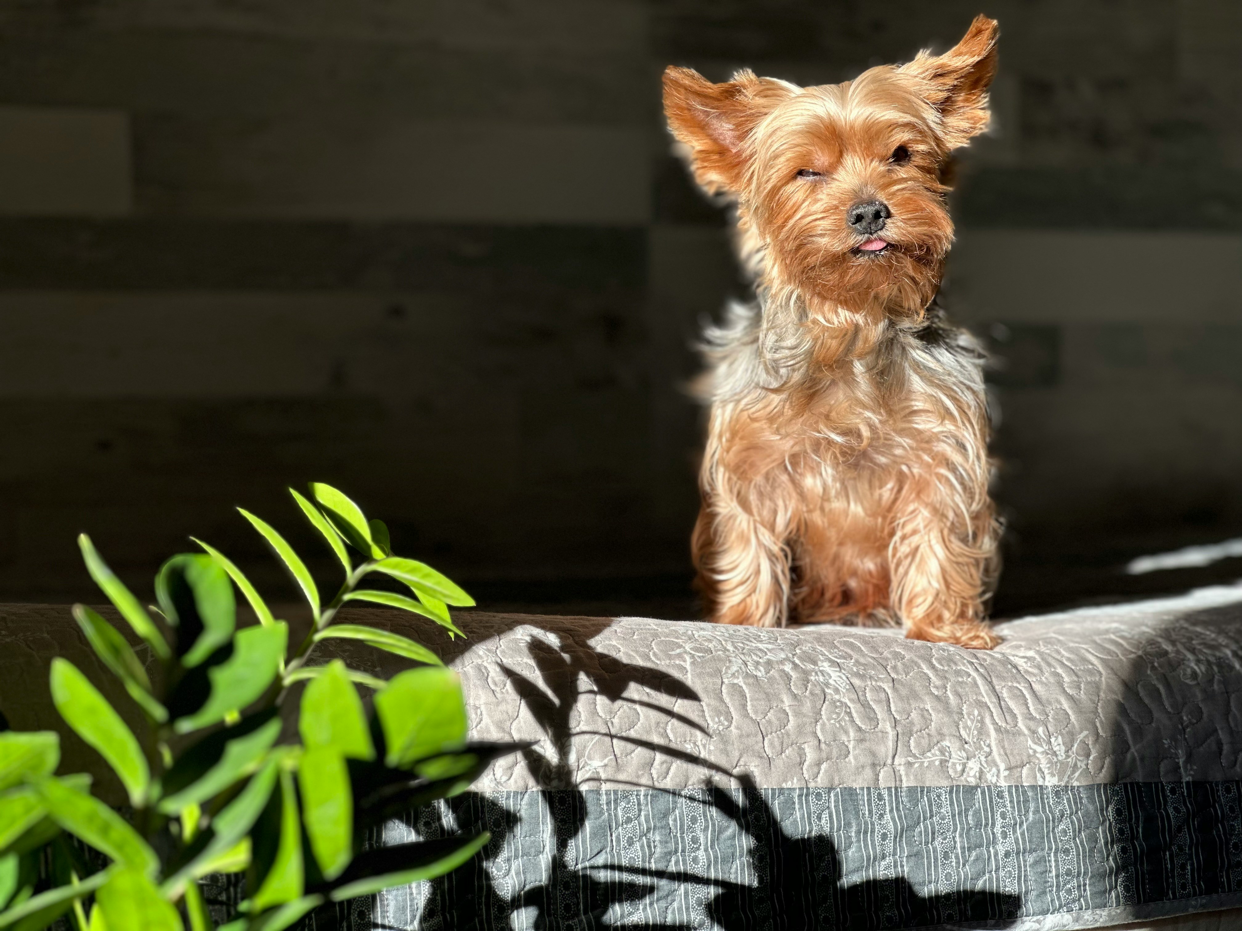 Orthopedic Pet Bed