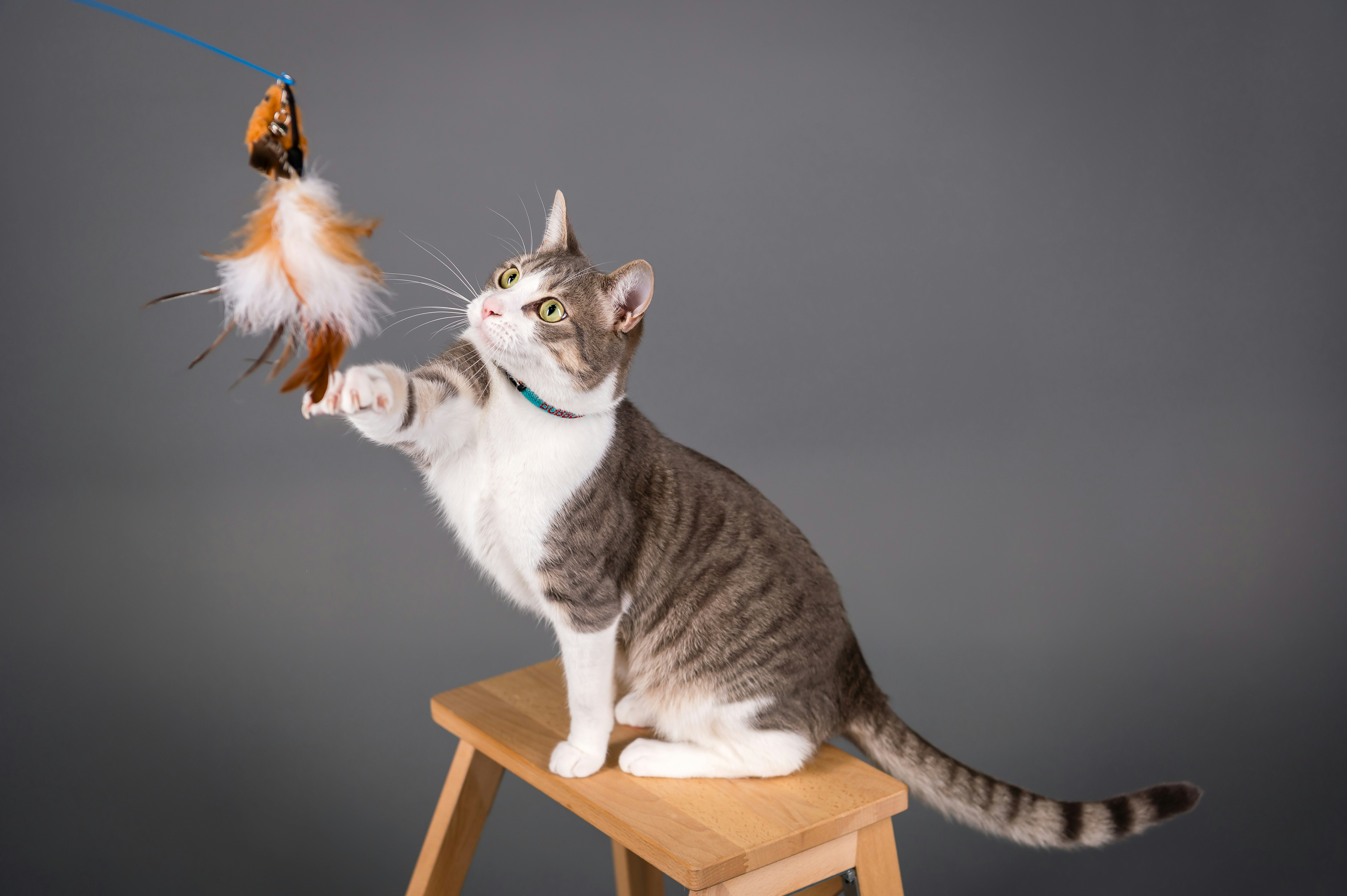 Interactive Cat Feather Wand