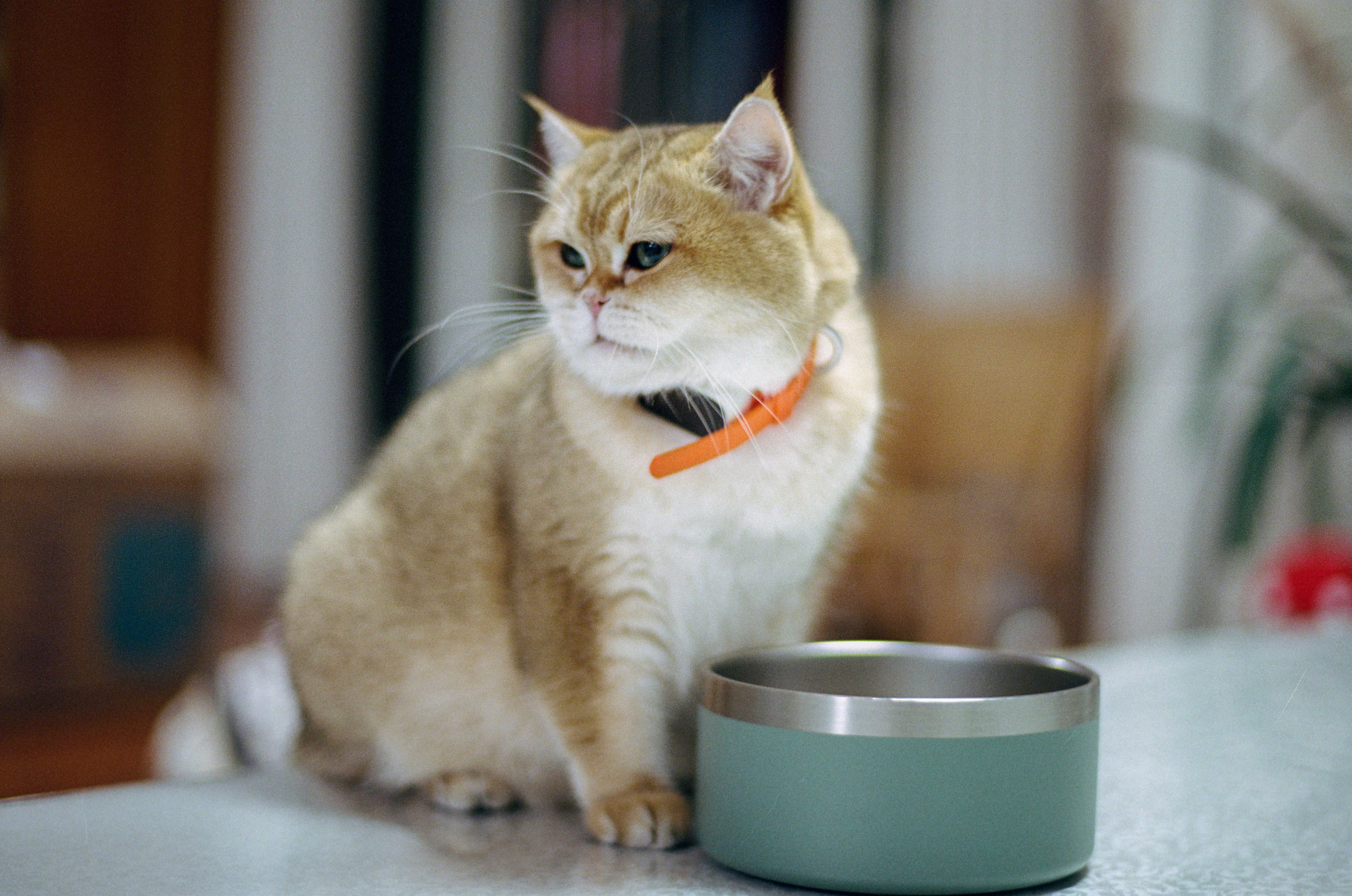 Elevated Pet Feeding Bowl